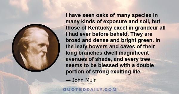 I have seen oaks of many species in many kinds of exposure and soil, but those of Kentucky excel in grandeur all I had ever before beheld. They are broad and dense and bright green. In the leafy bowers and caves of