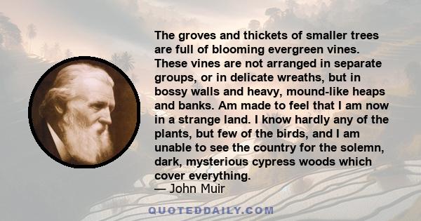 The groves and thickets of smaller trees are full of blooming evergreen vines. These vines are not arranged in separate groups, or in delicate wreaths, but in bossy walls and heavy, mound-like heaps and banks. Am made