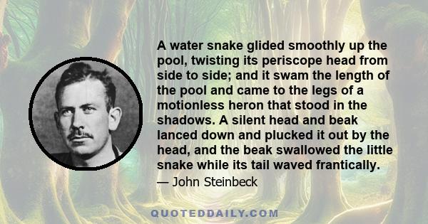 A water snake glided smoothly up the pool, twisting its periscope head from side to side; and it swam the length of the pool and came to the legs of a motionless heron that stood in the shadows. A silent head and beak