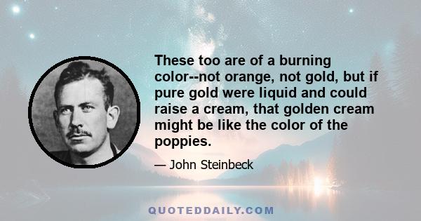 These too are of a burning color--not orange, not gold, but if pure gold were liquid and could raise a cream, that golden cream might be like the color of the poppies.