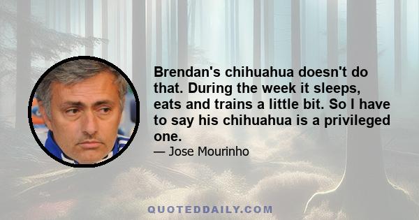 Brendan's chihuahua doesn't do that. During the week it sleeps, eats and trains a little bit. So I have to say his chihuahua is a privileged one.