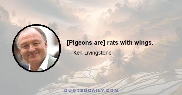 [Pigeons are] rats with wings.