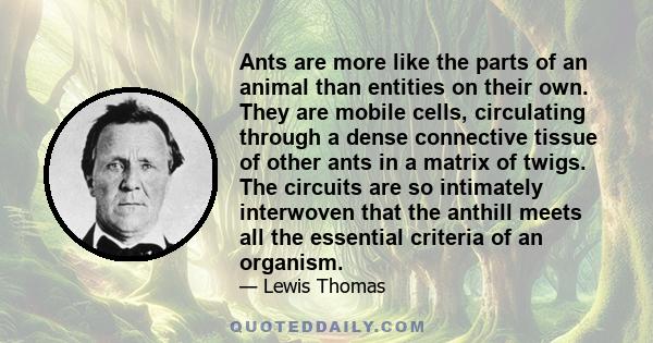 Ants are more like the parts of an animal than entities on their own. They are mobile cells, circulating through a dense connective tissue of other ants in a matrix of twigs. The circuits are so intimately interwoven