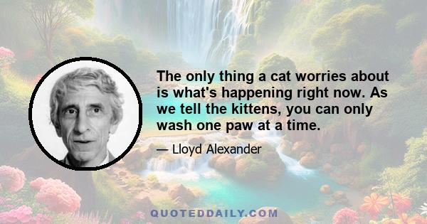 The only thing a cat worries about is what's happening right now. As we tell the kittens, you can only wash one paw at a time.