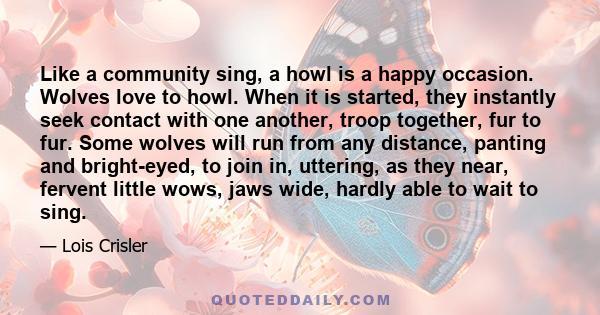 Like a community sing, a howl is a happy occasion. Wolves love to howl. When it is started, they instantly seek contact with one another, troop together, fur to fur. Some wolves will run from any distance, panting and