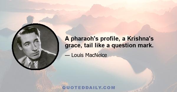 A pharaoh's profile, a Krishna's grace, tail like a question mark.