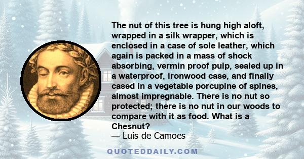 The nut of this tree is hung high aloft, wrapped in a silk wrapper, which is enclosed in a case of sole leather, which again is packed in a mass of shock absorbing, vermin proof pulp, sealed up in a waterproof, ironwood 