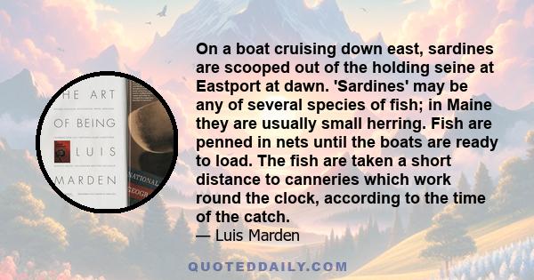 On a boat cruising down east, sardines are scooped out of the holding seine at Eastport at dawn. 'Sardines' may be any of several species of fish; in Maine they are usually small herring. Fish are penned in nets until