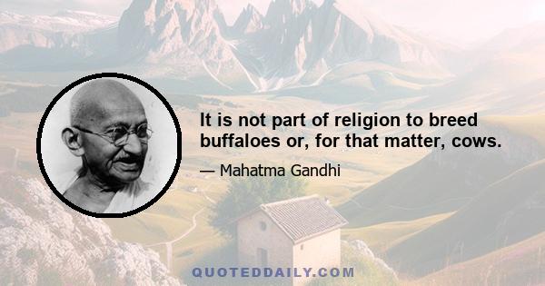 It is not part of religion to breed buffaloes or, for that matter, cows.