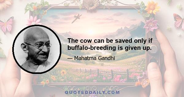 The cow can be saved only if buffalo-breeding is given up.