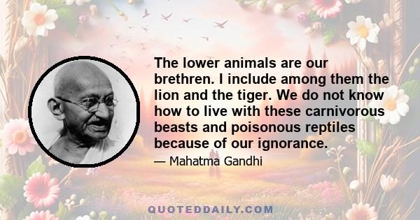 The lower animals are our brethren. I include among them the lion and the tiger. We do not know how to live with these carnivorous beasts and poisonous reptiles because of our ignorance.