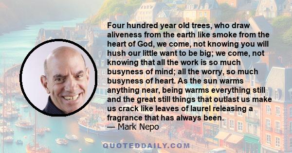 Four hundred year old trees, who draw aliveness from the earth like smoke from the heart of God, we come, not knowing you will hush our little want to be big; we come, not knowing that all the work is so much busyness