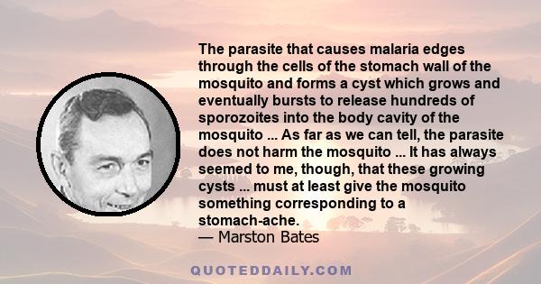 The parasite that causes malaria edges through the cells of the stomach wall of the mosquito and forms a cyst which grows and eventually bursts to release hundreds of sporozoites into the body cavity of the mosquito ... 