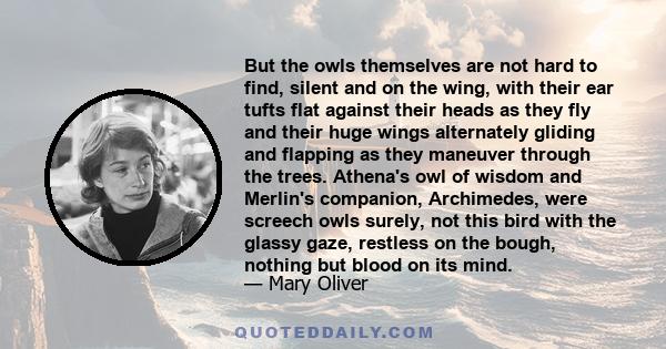 But the owls themselves are not hard to find, silent and on the wing, with their ear tufts flat against their heads as they fly and their huge wings alternately gliding and flapping as they maneuver through the trees.