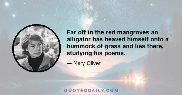 Far off in the red mangroves an alligator has heaved himself onto a hummock of grass and lies there, studying his poems.