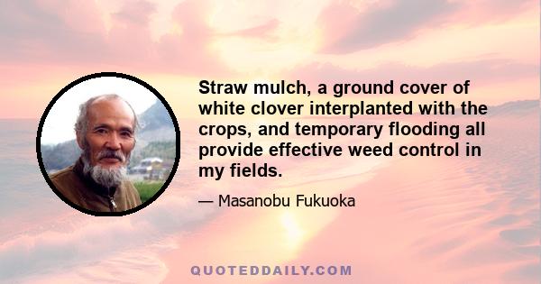 Straw mulch, a ground cover of white clover interplanted with the crops, and temporary flooding all provide effective weed control in my fields.