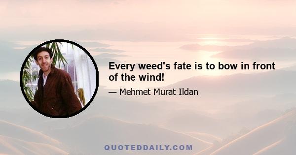 Every weed's fate is to bow in front of the wind!