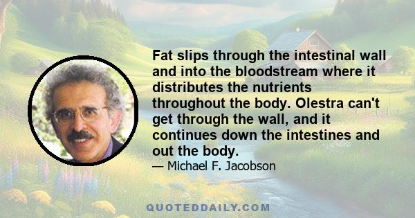 Fat slips through the intestinal wall and into the bloodstream where it distributes the nutrients throughout the body. Olestra can't get through the wall, and it continues down the intestines and out the body.