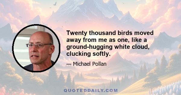 Twenty thousand birds moved away from me as one, like a ground-hugging white cloud, clucking softly.