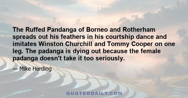 The Ruffed Pandanga of Borneo and Rotherham spreads out his feathers in his courtship dance and imitates Winston Churchill and Tommy Cooper on one leg. The padanga is dying out because the female padanga doesn't take it 