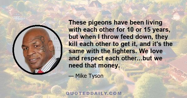 These pigeons have been living with each other for 10 or 15 years, but when I throw feed down, they kill each other to get it, and it's the same with the fighters. We love and respect each other...but we need that money.