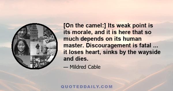 [On the camel:] Its weak point is its morale, and it is here that so much depends on its human master. Discouragement is fatal ... it loses heart, sinks by the wayside and dies.