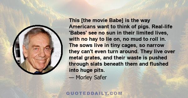 This [the movie Babe] is the way Americans want to think of pigs. Real-life 'Babes' see no sun in their limited lives, with no hay to lie on, no mud to roll in. The sows live in tiny cages, so narrow they can't even