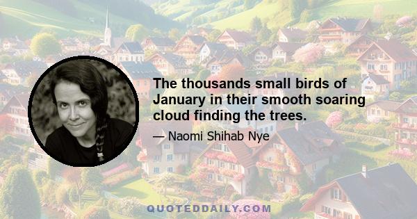 The thousands small birds of January in their smooth soaring cloud finding the trees.