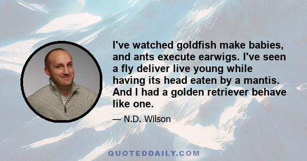 I've watched goldfish make babies, and ants execute earwigs. I've seen a fly deliver live young while having its head eaten by a mantis. And I had a golden retriever behave like one.