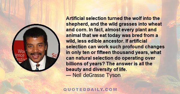 Artificial selection turned the wolf into the shepherd, and the wild grasses into wheat and corn. In fact, almost every plant and animal that we eat today was bred from a wild, less edible ancestor. If artificial