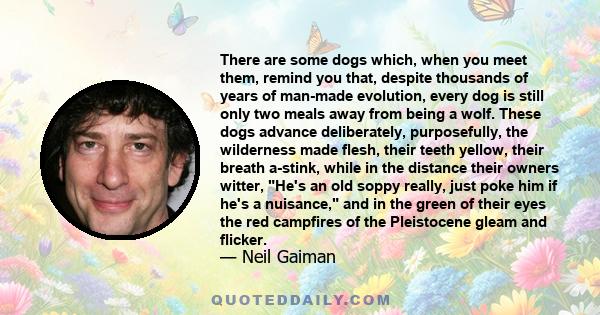 There are some dogs which, when you meet them, remind you that, despite thousands of years of man-made evolution, every dog is still only two meals away from being a wolf. These dogs advance deliberately, purposefully,