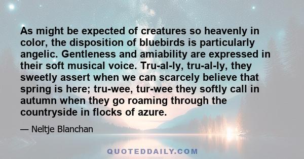 As might be expected of creatures so heavenly in color, the disposition of bluebirds is particularly angelic. Gentleness and amiability are expressed in their soft musical voice. Tru-al-ly, tru-al-ly, they sweetly