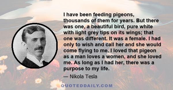 I have been feeding pigeons, thousands of them for years. But there was one, a beautiful bird, pure white with light grey tips on its wings; that one was different. It was a female. I had only to wish and call her and