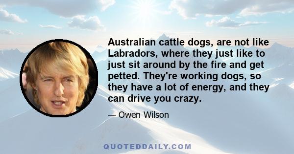 Australian cattle dogs, are not like Labradors, where they just like to just sit around by the fire and get petted. They're working dogs, so they have a lot of energy, and they can drive you crazy.