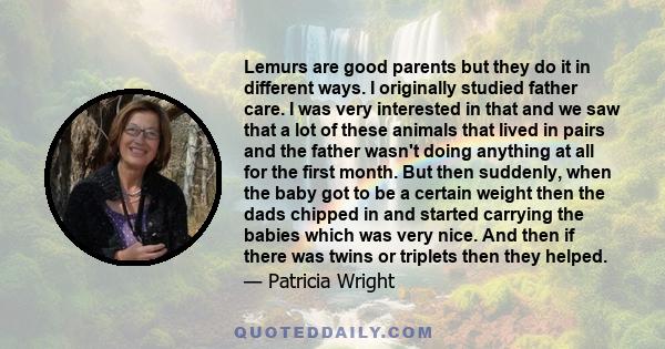 Lemurs are good parents but they do it in different ways. I originally studied father care. I was very interested in that and we saw that a lot of these animals that lived in pairs and the father wasn't doing anything