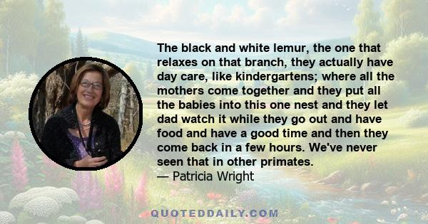 The black and white lemur, the one that relaxes on that branch, they actually have day care, like kindergartens; where all the mothers come together and they put all the babies into this one nest and they let dad watch