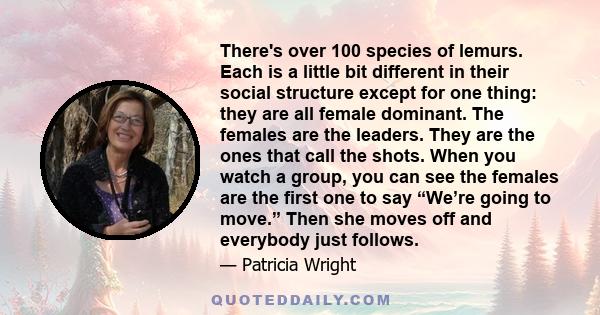 There's over 100 species of lemurs. Each is a little bit different in their social structure except for one thing: they are all female dominant. The females are the leaders. They are the ones that call the shots. When