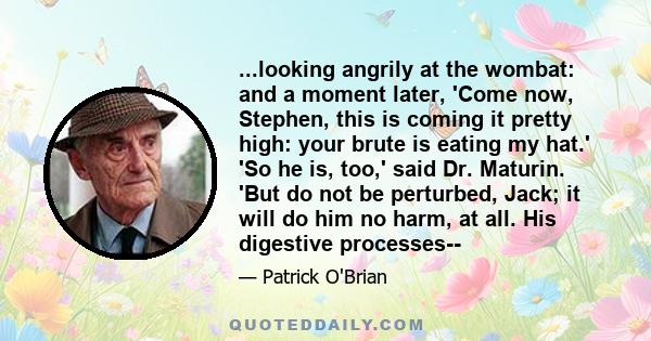 ...looking angrily at the wombat: and a moment later, 'Come now, Stephen, this is coming it pretty high: your brute is eating my hat.' 'So he is, too,' said Dr. Maturin. 'But do not be perturbed, Jack; it will do him no 