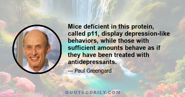 Mice deficient in this protein, called p11, display depression-like behaviors, while those with sufficient amounts behave as if they have been treated with antidepressants.