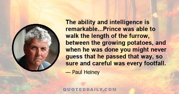 The ability and intelligence is remarkable...Prince was able to walk the length of the furrow, between the growing potatoes, and when he was done you might never guess that he passed that way, so sure and careful was