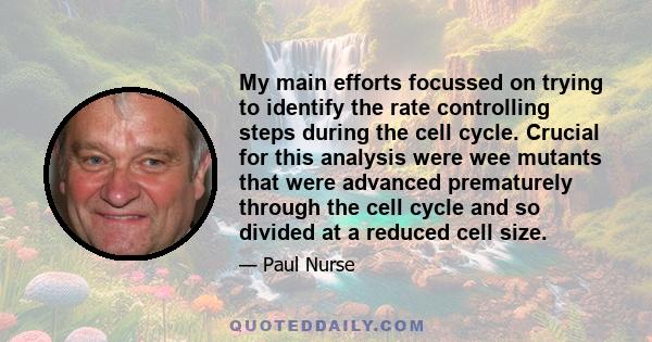 My main efforts focussed on trying to identify the rate controlling steps during the cell cycle. Crucial for this analysis were wee mutants that were advanced prematurely through the cell cycle and so divided at a