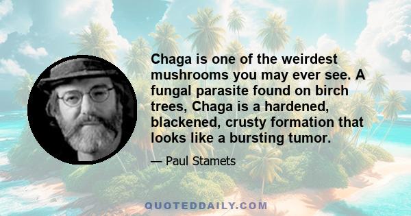 Chaga is one of the weirdest mushrooms you may ever see. A fungal parasite found on birch trees, Chaga is a hardened, blackened, crusty formation that looks like a bursting tumor.