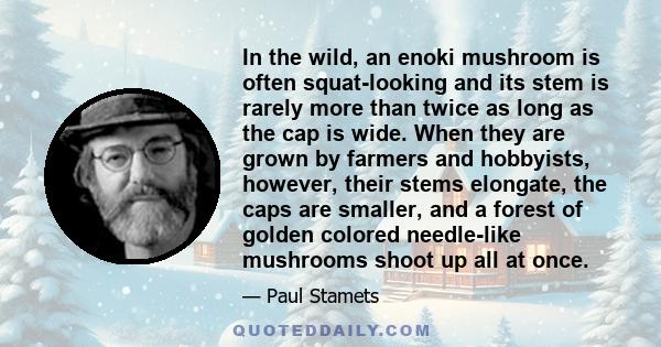 In the wild, an enoki mushroom is often squat-looking and its stem is rarely more than twice as long as the cap is wide. When they are grown by farmers and hobbyists, however, their stems elongate, the caps are smaller, 