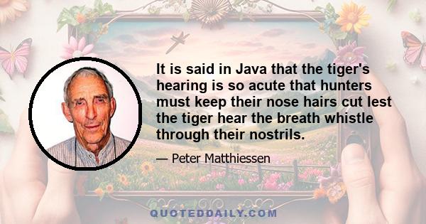 It is said in Java that the tiger's hearing is so acute that hunters must keep their nose hairs cut lest the tiger hear the breath whistle through their nostrils.