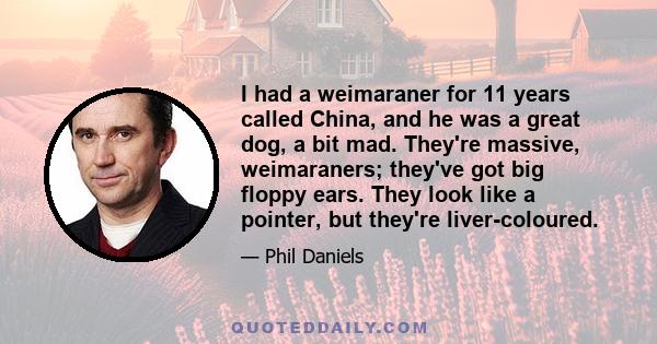 I had a weimaraner for 11 years called China, and he was a great dog, a bit mad. They're massive, weimaraners; they've got big floppy ears. They look like a pointer, but they're liver-coloured.