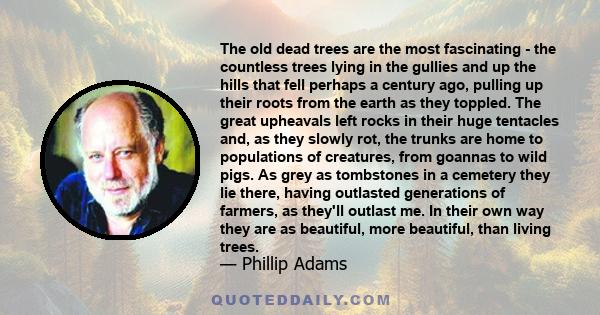 The old dead trees are the most fascinating - the countless trees lying in the gullies and up the hills that fell perhaps a century ago, pulling up their roots from the earth as they toppled. The great upheavals left