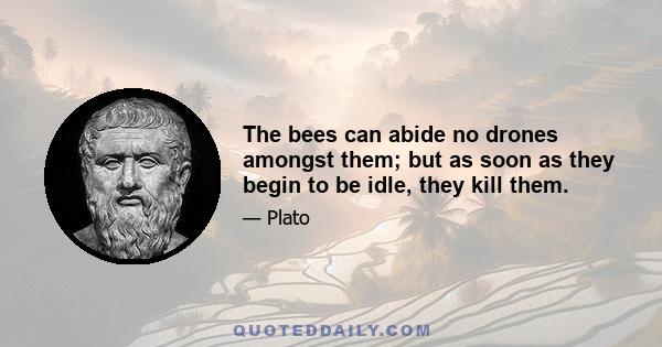 The bees can abide no drones amongst them; but as soon as they begin to be idle, they kill them.