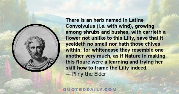 There is an herb named in Latine Convolvulus (i.e. with wind), growing among shrubs and bushes, with carrieth a flower not unlike to this Lilly, save that it yeeldeth no smell nor hath those chives within; for