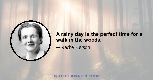 A rainy day is the perfect time for a walk in the woods.