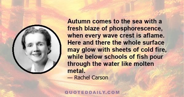 Autumn comes to the sea with a fresh blaze of phosphorescence, when every wave crest is aflame. Here and there the whole surface may glow with sheets of cold fire, while below schools of fish pour through the water like 